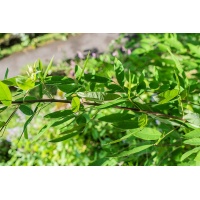 Lespedeza bicolore - Lespedeza bicolor - Haie champetre  - Pepiniere Alsace - Vegetal Local Nord Est - Bio - Jardin forêt comestible - fruitier - permaculture
