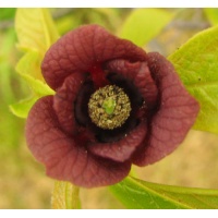 Asiminier - Asiminia triloba - Haie champetre  - Pepiniere Alsace - Vegetal Local Nord Est - Bio - Jardin forêt comestible - fruitier - permaculture