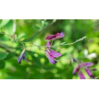 Lespedeza bicolore - Lespedeza bicolor - Haie champetre  - Pepiniere Alsace - Vegetal Local Nord Est - Bio - Jardin forêt comestible - fruitier - permaculture