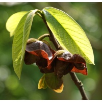 Asiminier greffé Prima 1216 - Asiminia triloba ‘Prima 1216’ - Haie champetre  - Pepiniere Alsace - Vegetal Local Nord Est - Bio - Jardin forêt comestible - fruitier - permaculture