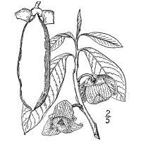 Asiminier greffé Prima 1216 - Asiminia triloba ‘Prima 1216’ - Haie champetre  - Pepiniere Alsace - Vegetal Local Nord Est - Bio - Jardin forêt comestible - fruitier - permaculture