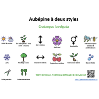aubepine_a_deux_styles_- résumé