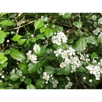 Aubépine à deux styles - Crataegus laevigata  - Haie champetre  - Pepiniere Alsace - Vegetal Local Nord Est - Bio - Jardin forêt comestible - fruitier - permaculture