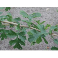 Aubépine monogyne - Crataegus monogyna  - Haie champetre  - Pepiniere Alsace - Vegetal Local Nord Est - Bio - Jardin forêt comestible - fruitier - permaculture
