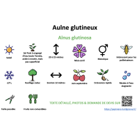 aulne_glutineux_- résumé