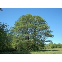 Aulne glutineux - Alnus glutinosa  - Haie champetre  - Pepiniere Alsace - Vegetal Local Nord Est - Bio - Jardin forêt comestible - fruitier - permaculture