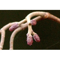 Aulne glutineux - Alnus glutinosa  - Haie champetre  - Pepiniere Alsace - Vegetal Local Nord Est - Bio - Jardin forêt comestible - fruitier - permaculture