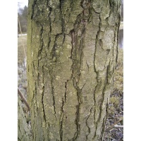 Aulne glutineux - Alnus glutinosa  - Haie champetre  - Pepiniere Alsace - Vegetal Local Nord Est - Bio - Jardin forêt comestible - fruitier - permaculture