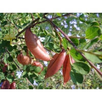 Baguenaudier - Colutea arborescens - Haie champetre  - Pepiniere Alsace - Vegetal Local Nord Est - Bio - Jardin forêt comestible - fruitier - permaculture