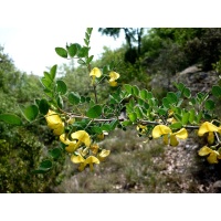 Baguenaudier - Colutea arborescens - Haie champetre  - Pepiniere Alsace - Vegetal Local Nord Est - Bio - Jardin forêt comestible - fruitier - permaculture