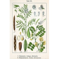 Baguenaudier - Colutea arborescens - Haie champetre  - Pepiniere Alsace - Vegetal Local Nord Est - Bio - Jardin forêt comestible - fruitier - permaculture