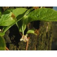 Baie aux 5 saveurs – Liane - Schisandra chinensis - Haie champetre  - Pepiniere Alsace - Vegetal Local Nord Est - Bio - Jardin forêt comestible - fruitier - permaculture