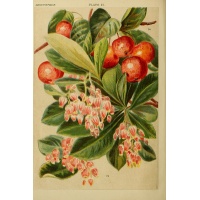 Arbousier_Arbre_aux_fraises_Atlantica_Arbutus_Unedo_Haie champetre  - Pepiniere Alsace - Vegetal Local Nord Est- Bio - Jardin forêt comestible - fruitier - permaculture