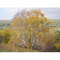 Bouleau- Betula pendula - Haie champetre  - Pepiniere Alsace - Vegetal Local Nord Est - Bio - Jardin forêt comestible - fruitier - permaculture