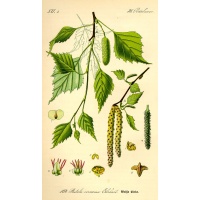 Bouleau- Betula pendula - Haie champetre  - Pepiniere Alsace - Vegetal Local Nord Est - Bio - Jardin forêt comestible - fruitier - permaculture