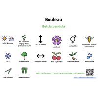 bouleau_- résumé