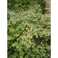 Camérisier à balai - Lonicera xylosteum - Haie champetre  - Pepiniere Alsace - Vegetal Local Nord Est - Bio - Jardin forêt comestible - fruitier - permaculture