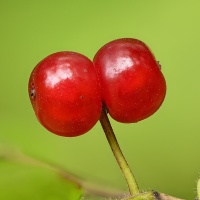 Camérisier à balai - Lonicera xylosteum - Haie champetre  - Pepiniere Alsace - Vegetal Local Nord Est - Bio - Jardin forêt comestible - fruitier - permaculture