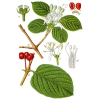 Camérisier à balai - Lonicera xylosteum - Haie champetre  - Pepiniere Alsace - Vegetal Local Nord Est - Bio - Jardin forêt comestible - fruitier - permaculture