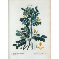 Caraganier de Sibérie – Arbre aux pois - Caragana arborescens - Haie champetre  - Pepiniere Alsace - Vegetal Local Nord Est - Bio - Jardin forêt comestible - fruitier - permaculture