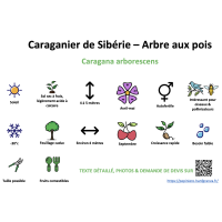 caraganier_de_siberie_-_arbre_aux_pois _ résumé