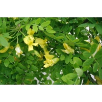 Caraganier de Sibérie – Arbre aux pois - Caragana arborescens - Haie champetre  - Pepiniere Alsace - Vegetal Local Nord Est - Bio - Jardin forêt comestible - fruitier - permaculture