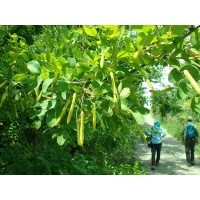 Caraganier de Sibérie – Arbre aux pois - Caragana arborescens - Haie champetre  - Pepiniere Alsace - Vegetal Local Nord Est - Bio - Jardin forêt comestible - fruitier - permaculture