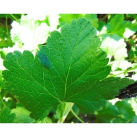 Caseille ‘Anita’ - Ribes nigrum x divaricatum x uva-crispa - Haie champetre  - Pepiniere Alsace - Vegetal Local Nord Est - Bio - Jardin forêt comestible - fruitier - permaculture