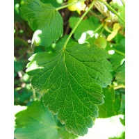 Caseille ‘Josta’ - Ribes nigrum x divaricatum x uva-crispa - Haie champetre  - Pepiniere Alsace - Vegetal Local Nord Est - Bio - Jardin forêt comestible - fruitier - permaculture