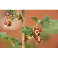 Caseille ‘Josta’ - Ribes nigrum x divaricatum x uva-crispa - Haie champetre  - Pepiniere Alsace - Vegetal Local Nord Est - Bio - Jardin forêt comestible - fruitier - permaculture