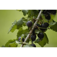 Caseille ‘Josta’ - Ribes nigrum x divaricatum x uva-crispa - Haie champetre  - Pepiniere Alsace - Vegetal Local Nord Est - Bio - Jardin forêt comestible - fruitier - permaculture