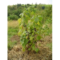 Cassissier ‘Arno’ - Ribes nigrum - Haie champetre  - Pepiniere Alsace - Vegetal Local Nord Est - Bio - Jardin forêt comestible - fruitier - permaculture