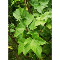 Cassissier ‘Arno’ - Ribes nigrum - Haie champetre  - Pepiniere Alsace - Vegetal Local Nord Est - Bio - Jardin forêt comestible - fruitier - permaculture