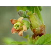 Cassissier ‘Arno’ - Ribes nigrum - Haie champetre  - Pepiniere Alsace - Vegetal Local Nord Est - Bio - Jardin forêt comestible - fruitier - permaculture