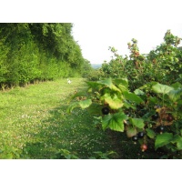 Cassissier ‘Noir de Bourgogne’ - Ribes nigrum - Haie champetre  - Pepiniere Alsace - Vegetal Local Nord Est - Bio - Jardin forêt comestible - fruitier - permaculture
