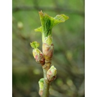 Cassissier ‘Noir de Bourgogne’ - Ribes nigrum - Haie champetre  - Pepiniere Alsace - Vegetal Local Nord Est - Bio - Jardin forêt comestible - fruitier - permaculture