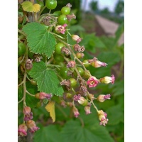 Cassissier ‘Noir de Bourgogne’ - Ribes nigrum - Haie champetre  - Pepiniere Alsace - Vegetal Local Nord Est - Bio - Jardin forêt comestible - fruitier - permaculture