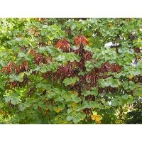 arbre-de-judee_Cercis_siliquastrum - Haie champetre  - Pepiniere Alsace - Vegetal Local Nord Est- Bio - Jardin forêt comestible - fruitier - permaculture