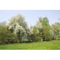 Cerisier à grappe - Prunus padus - Haie champetre  - Pepiniere Alsace - Vegetal Local Nord Est - Bio - Jardin forêt comestible - fruitier - permaculture