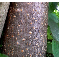 Cerisier à grappe - Prunus padus - Haie champetre  - Pepiniere Alsace - Vegetal Local Nord Est - Bio - Jardin forêt comestible - fruitier - permaculture