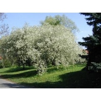 Cerisier de Sainte-Lucie - Prunus mahaleb - Haie champetre  - Pepiniere Alsace - Vegetal Local Nord Est - Bio - Jardin forêt comestible - fruitier - permaculture