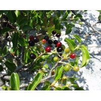 Cerisier de Sainte-Lucie - Prunus mahaleb - Haie champetre  - Pepiniere Alsace - Vegetal Local Nord Est - Bio - Jardin forêt comestible - fruitier - permaculture