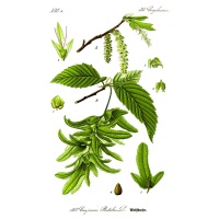 Charme - Carpinus betulus - Haie champetre  - Pepiniere Alsace - Vegetal Local Nord Est - Bio - Jardin forêt comestible - fruitier - permaculture