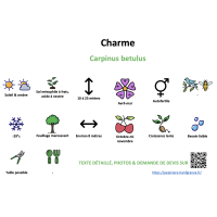 charme_- résumé
