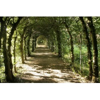 Charme - Carpinus betulus - Haie champetre  - Pepiniere Alsace - Vegetal Local Nord Est - Bio - Jardin forêt comestible - fruitier - permaculture