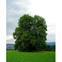 Charme - Carpinus betulus - Haie champetre  - Pepiniere Alsace - Vegetal Local Nord Est - Bio - Jardin forêt comestible - fruitier - permaculture