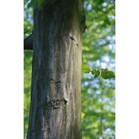 Charme - Carpinus betulus - Haie champetre  - Pepiniere Alsace - Vegetal Local Nord Est - Bio - Jardin forêt comestible - fruitier - permaculture