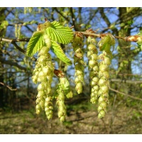 Charme - Carpinus betulus - Haie champetre  - Pepiniere Alsace - Vegetal Local Nord Est - Bio - Jardin forêt comestible - fruitier - permaculture