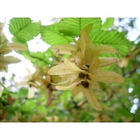 Charme - Carpinus betulus - Haie champetre  - Pepiniere Alsace - Vegetal Local Nord Est - Bio - Jardin forêt comestible - fruitier - permaculture