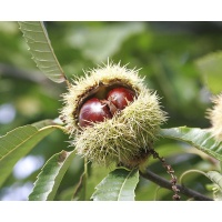 Châtaignier - Castanea sativa - Haie champetre  - Pepiniere Alsace - Vegetal Local Nord Est - Bio - Jardin forêt comestible - fruitier - permaculture